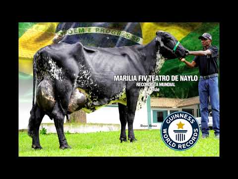 LOTE 29   0583   MARÍLIA X JAGUAR