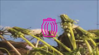 bugseed.- grassroots