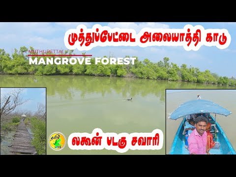 Muthupet Lagoon | Boating | Mangrove Forest | முத்துப்பேட்டை அலையாத்தி காடு | லங்கூன்படகு சவாரி |