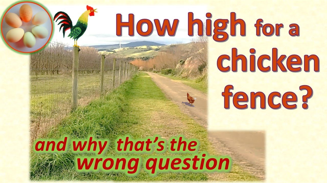 All about fences for chickens YouTube