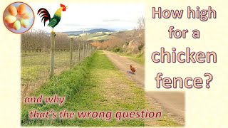 All about fences for chickens