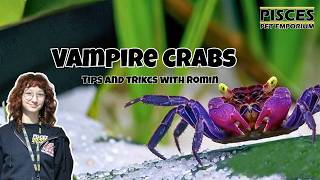 Basic Vampire crab tips!