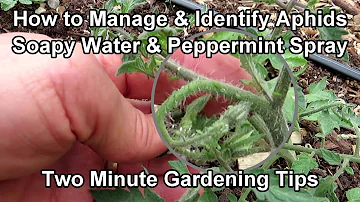 How to Easily Treat Aphids on Tomato Plants - Soapy Water & Peppermint Spray: Two Minute TRG Tips