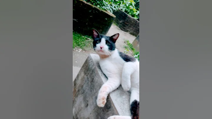 Watch the video about Cute oreo cat #adoreble #funnycat #funny #adorably #funnypet #munchkinfold #funnyanimal #cute