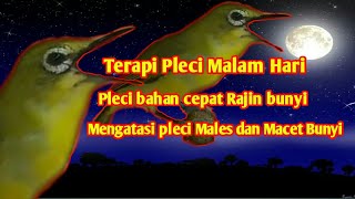 Terapi Burung Pleci Malam Hari Pancingan Pleci Bahan Rajin Bunyi Gacor Ngalas