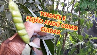 como está a plantação tomate e feijão Guandu