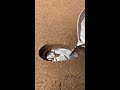 Make a practical silver hammer!