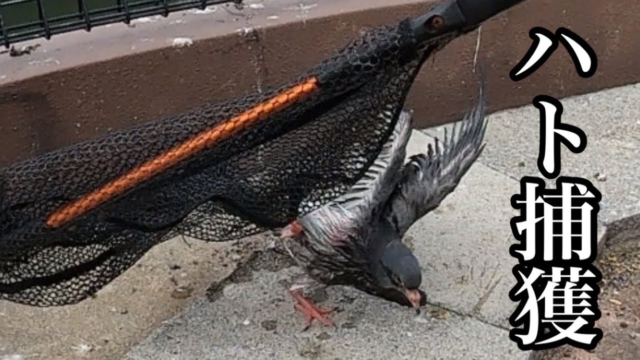ハト捕獲 Capture the pigeon - YouTube ハト捕獲 Capture the pigeon - YouTube
