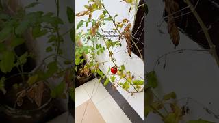Mini garden buah tomat di halaman depan rumah