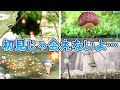 ピクミン歴代初見じゃ気づけない原生生物たち【ピクミン4発表記念】