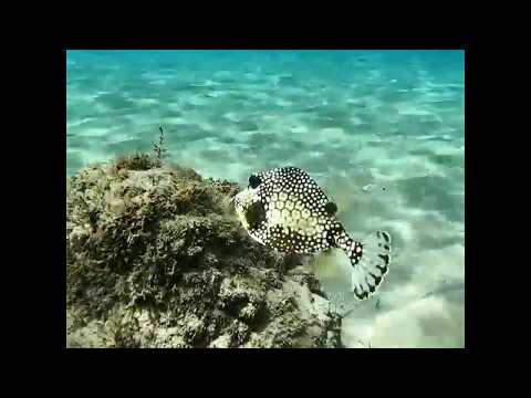 Snorkeling Martinique Le Carbet 365 Jours Avant Le Départ - family trip