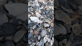 Tons of seashells shelling beachlife