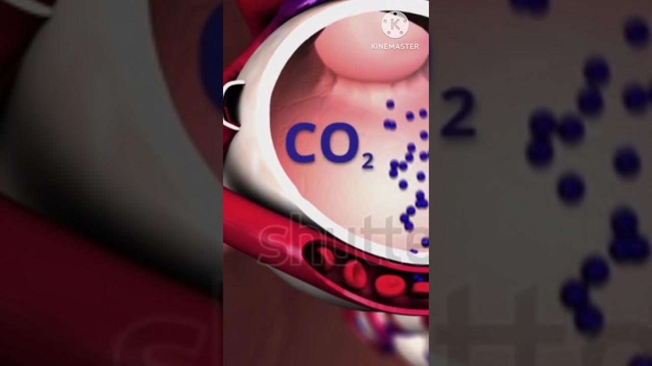 Oxygen And Carbon Dioxide Exchange shorts Gas Exchange trending YouTube Oxygen And Carbon Dioxide Exchange shorts Gas Exchange trending YouTube
