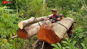 Ojek Kayu Palang | Mahoni Jumbo Dari Blitar Selatan