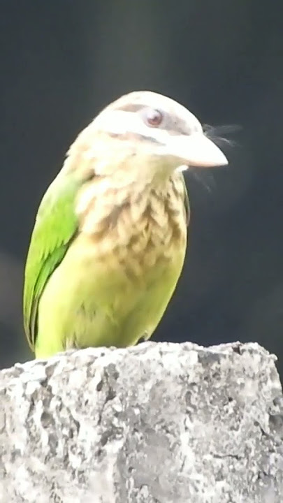 Call of White-cheeked barbet... pls subscribe🙏