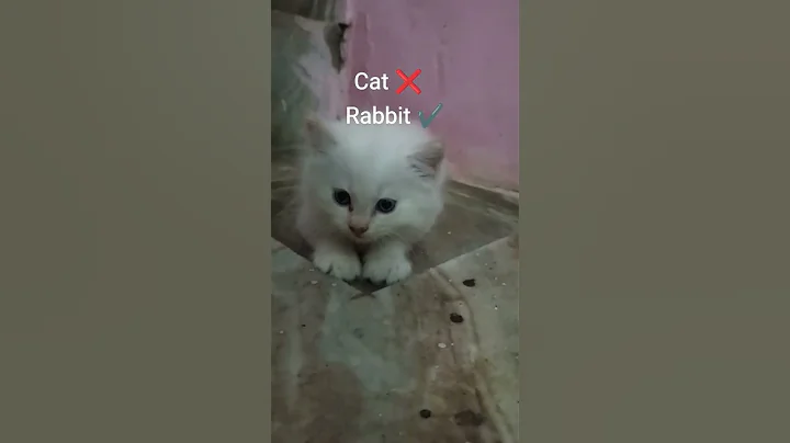 Wait for End #viral #cat #trendingshorts #kitten #shorts #yt #trend #funny #cutecat #kitty #cats