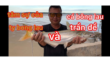 tâm sự của tý bông lau vlog và cá bông lau trần đề!!