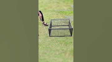 This Genius Bird Trap Will Blow Your Mind! 🐦🐔
