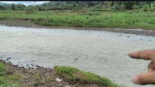 Download Lagu Sungai pada longsor dan ini yg ada...  MP3