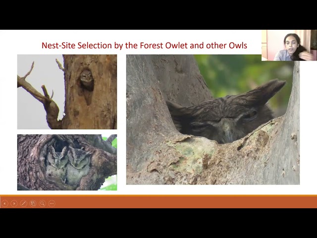 Forest Owlet Research in Central India – the importance of long-term monitoring - Prachi Mehta