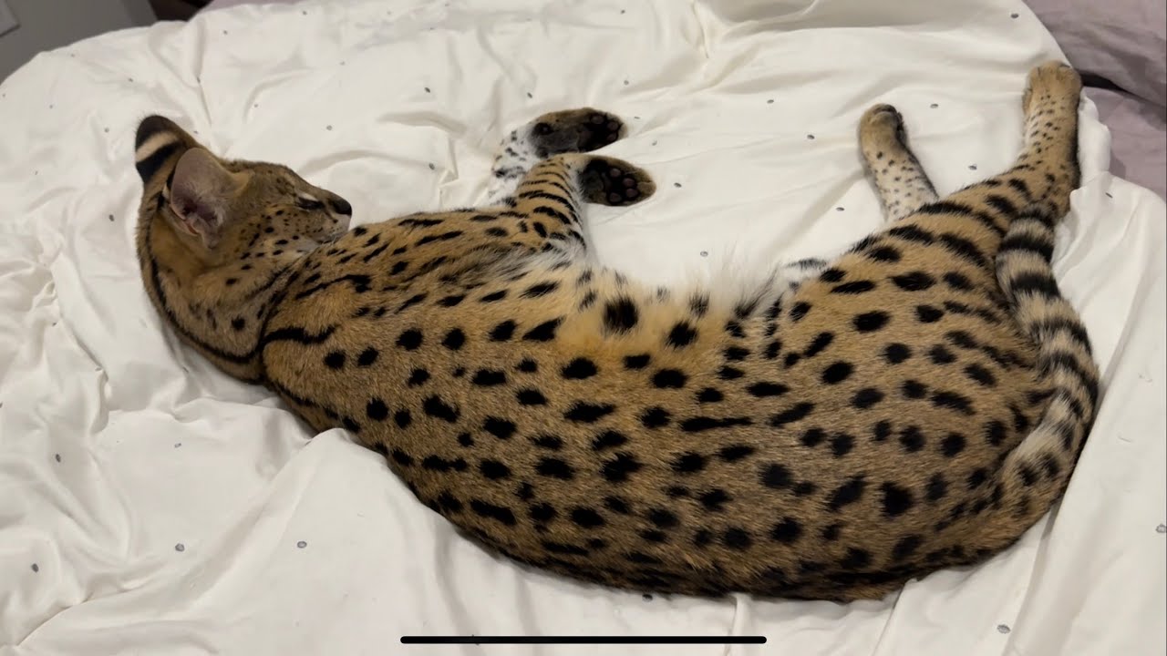 Wild African Serval Cat Pet YouTube