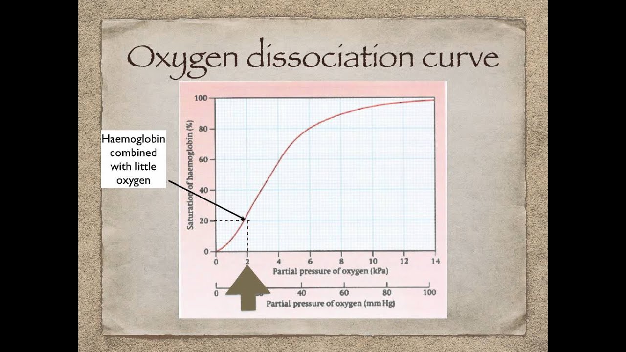 AS level G.4  Transport of oxygen (Ms Cooper)