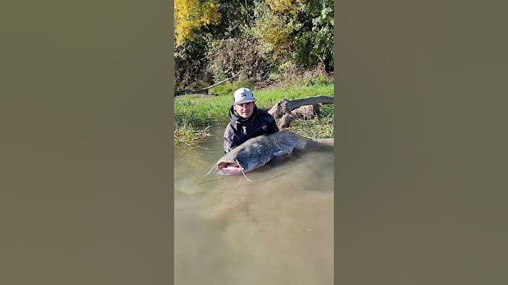 Siluro 207cm 🔥🙂 #catfish #fishing #pesca #siluro #deportes