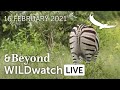 WILDwatch Live | 16 February, 2021 | Afternoon Safari | South Africa