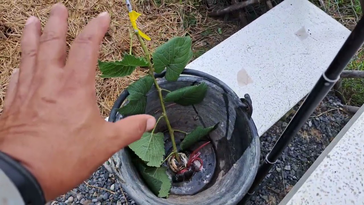 เสียบยอดองุ่น ไชย์มัสแคท เกาหลี ผ่านตอป่า1613 เรือนองุ่นคุณขวัญKuanphana Garden EP202