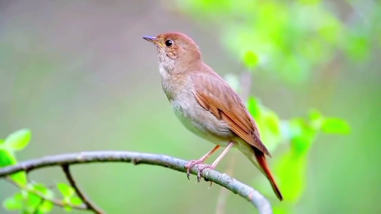 Thrush Nightingale: Jungle Song Legend