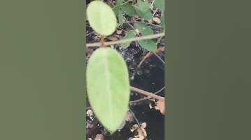 tập,99,chích cá lóc khủng thiên nhiên