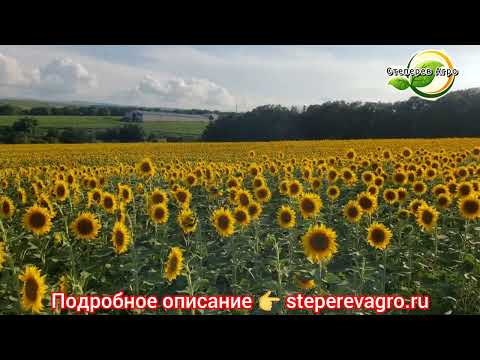 Семена подсолнечника САНМАРИН