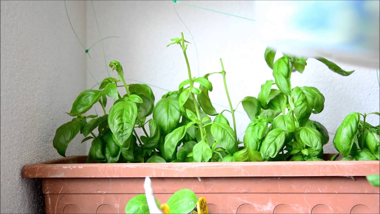 Basilikum haltbar machen Balkon Garten Tipp YouTube