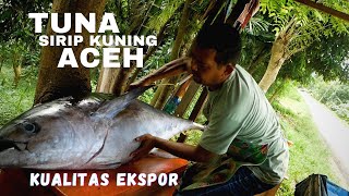 Tuna Sirip Kuning Aceh Kualitas Ekspor Murah Dimasak Apa Saja Enak dan Mewah