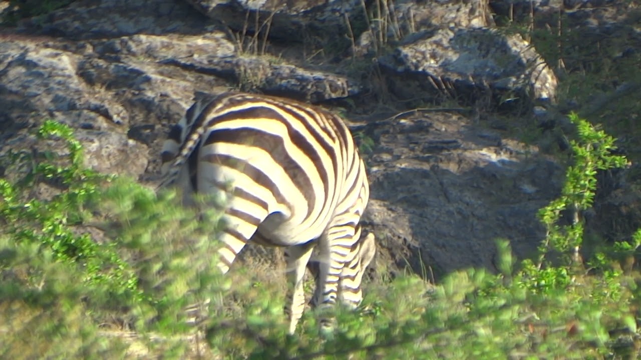 Healing Stripes #Relaxation#Healing#Biodiversity#Wellness
