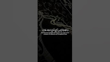 محمد رسول الله و الذين معه أشداء على الكفار رحماء بينهم || القارئ: طارق محمد