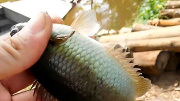 Câu cá rô mề rừng u minh trúng ổ giật sướng tay - Phần 2 | Gãy cần câu, hết mồi làm mất hứng