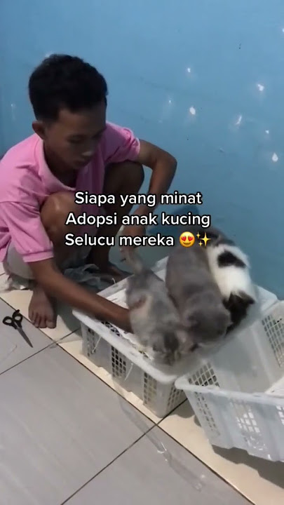Unboxing anak kucing persia gembul lucu banget 😍❤️✨