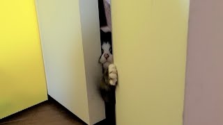 The reason why I don't let the kitten get out of the room.