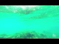 Rising Stars, Day 3: Once in a Lifetime Experiences in Nassau, Bahamas| Cydcor