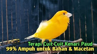 Kenari gacor PAUD cuit cuit NgeroL - Pancingan kenari paud belajar bunyi \u0026 Ampuh untuk KENARI MACET