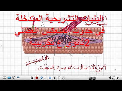 درس 3 العناصر التشريحيىة المتدخلة في حدوث المنعكس العضلي ثانية ثانوي علوم تجريبية
