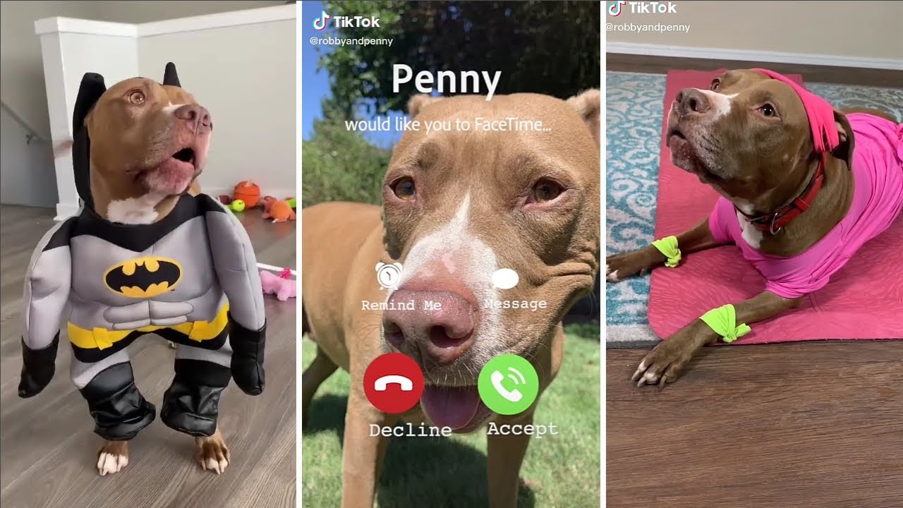 Funny Robby and Penny Tik Tok Video Try Not To Laugh Watching Robby