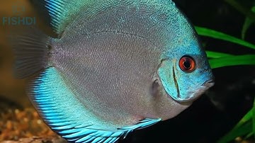 Cận cảnh cá dĩa Blue Diamond Discus - Viên Kim Cương Xanh Của Bể Cá Cảnh