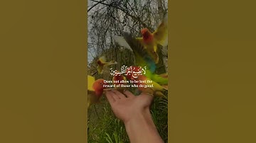 تلاوة هادية 💚🎧 سورة هود