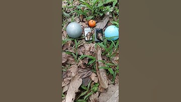 Finding eggs and snails #egg #eggs #snail