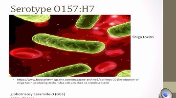E.Coli O157:H7