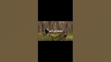 تلاوة خاشعة للشيخ محمد صديق المنشاوي رحمه الله تعالى #القرآن_الكريم #المصحف #اكسبلور