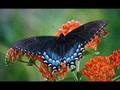 12012 - Butterfly (sung by me)