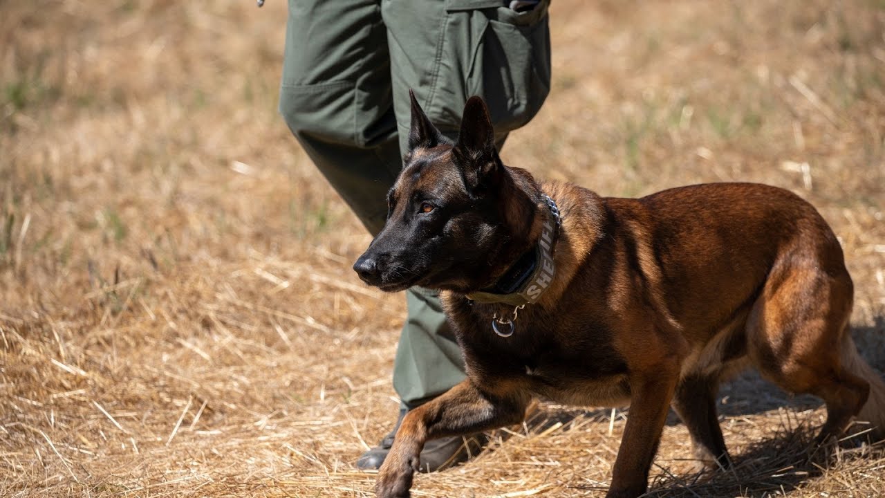 Belgian Malinois and Cold Weather: What You Need to Know